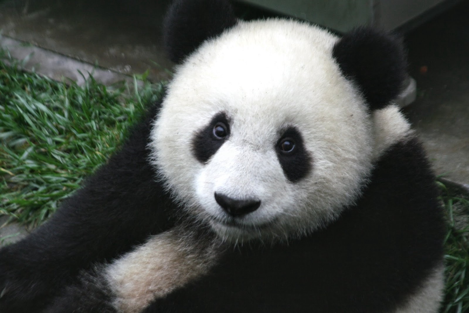 Meet Leo, the panda.